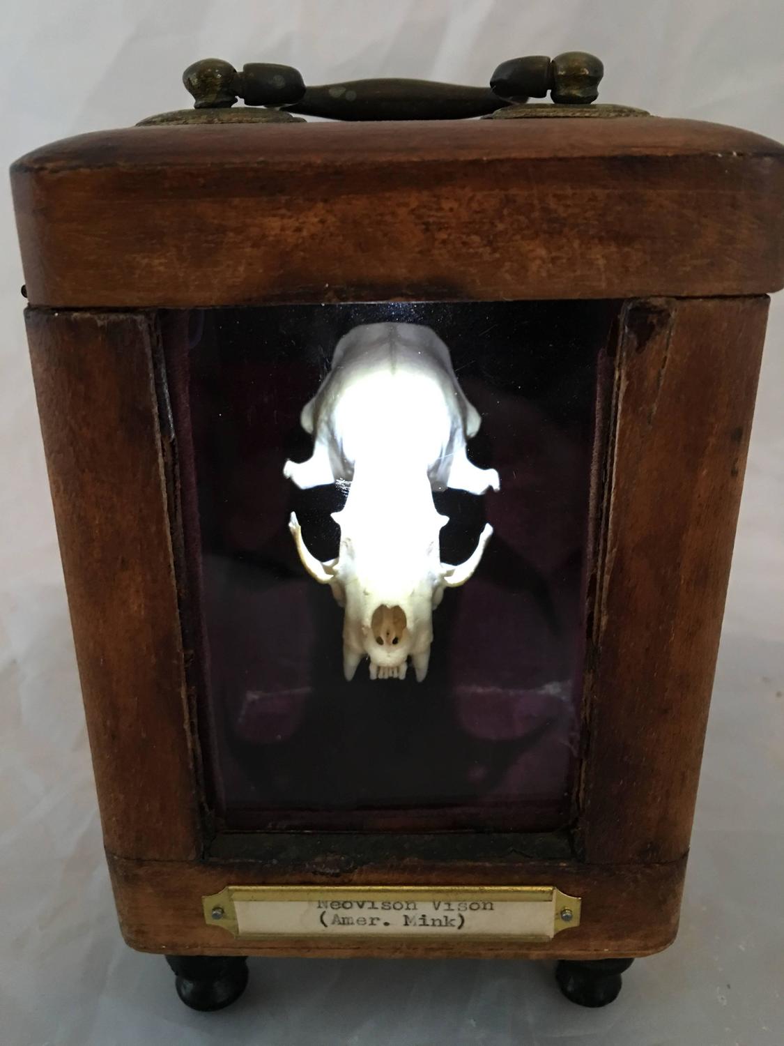 Skeleton Desk Display Box at 1stdibs
