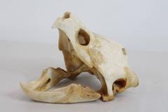 Snapping Turtle Skeleton
