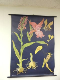 Vintage Botanical West German Biology Print "Orchis" by Hagemann, Germany, 1968