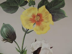 Vintage Botanical West German Biology Print "Cotton" by Hagemann, Germany, 1969