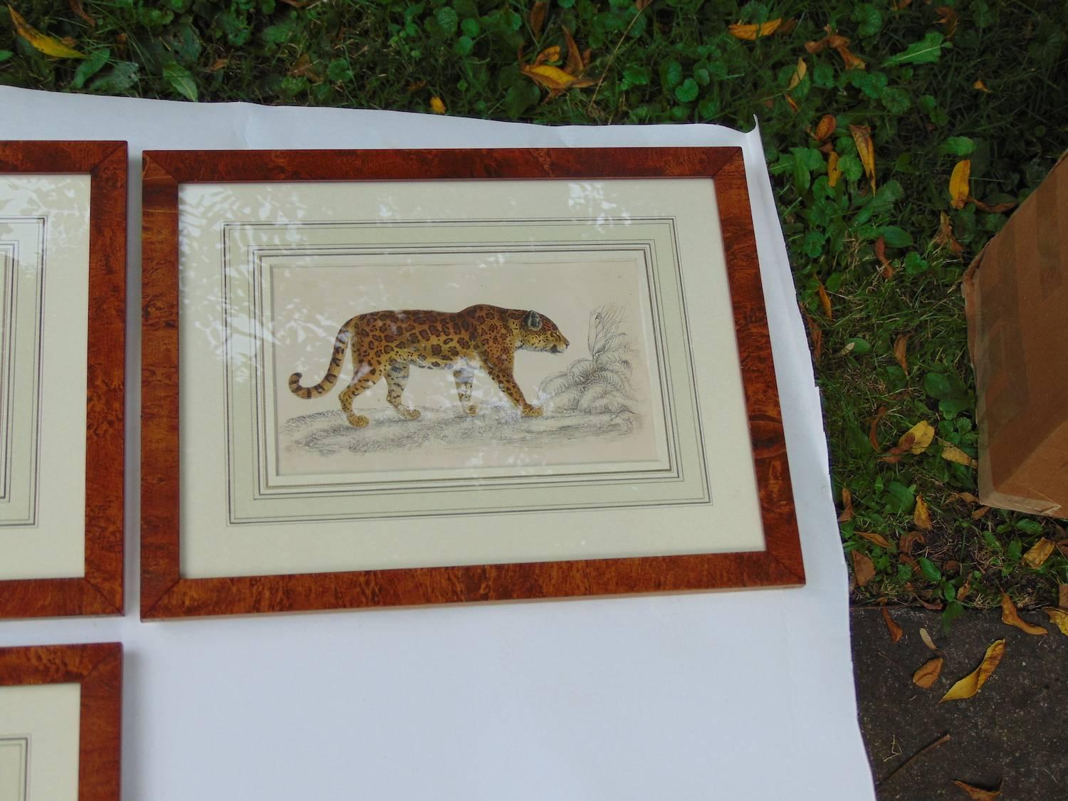 Set of four beautifully matted and framed, circa 1800 engravings of lions and tigers. Hand colored and published by Kearsley Fleet Street in 1800 and drawn by artist Heath, probably William. Pale blue/green mattes and attractive wood frames. Sight