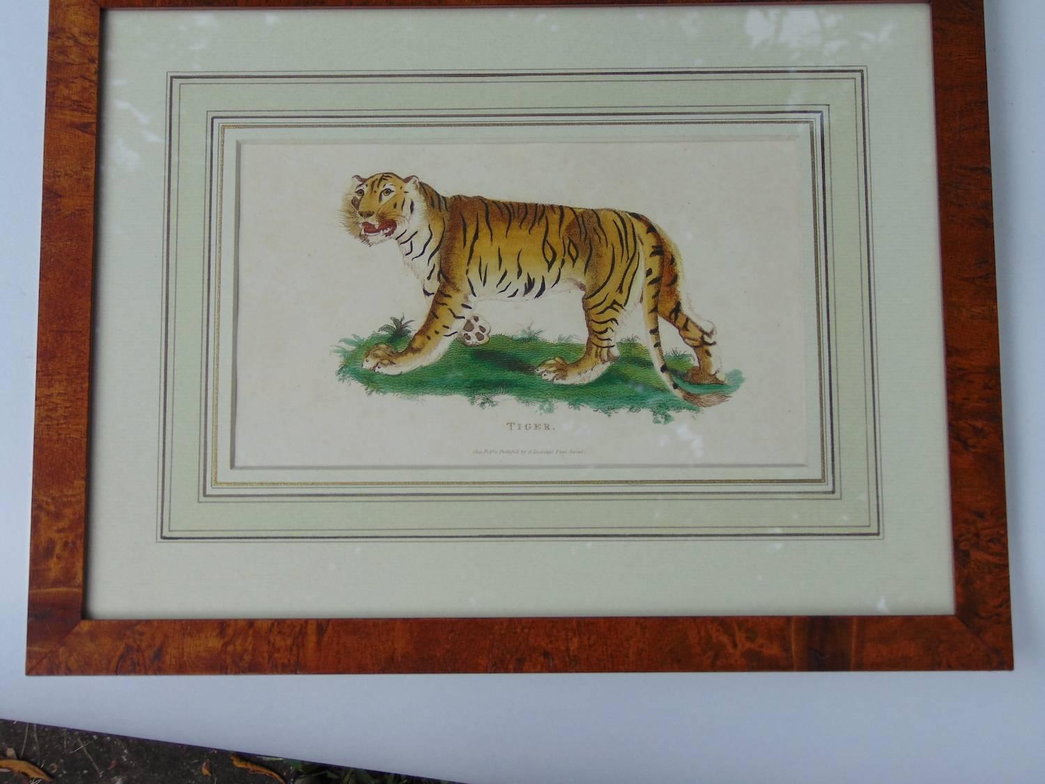 English Four Framed Early 19th Century Engravings of Lions and Tigers