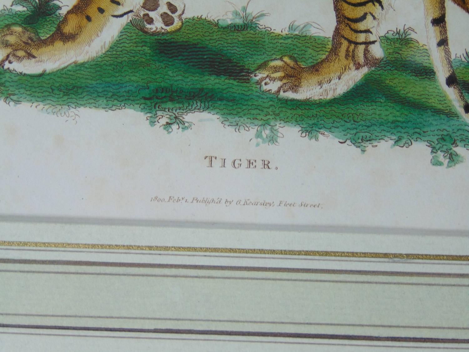 Engraved Four Framed Early 19th Century Engravings of Lions and Tigers