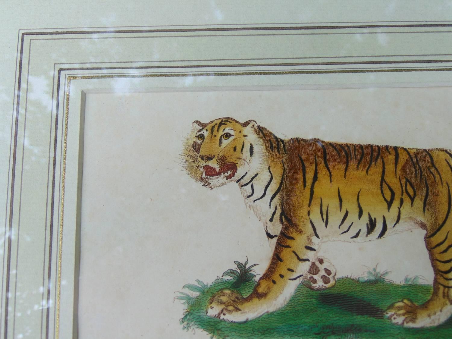 Four Framed Early 19th Century Engravings of Lions and Tigers 1
