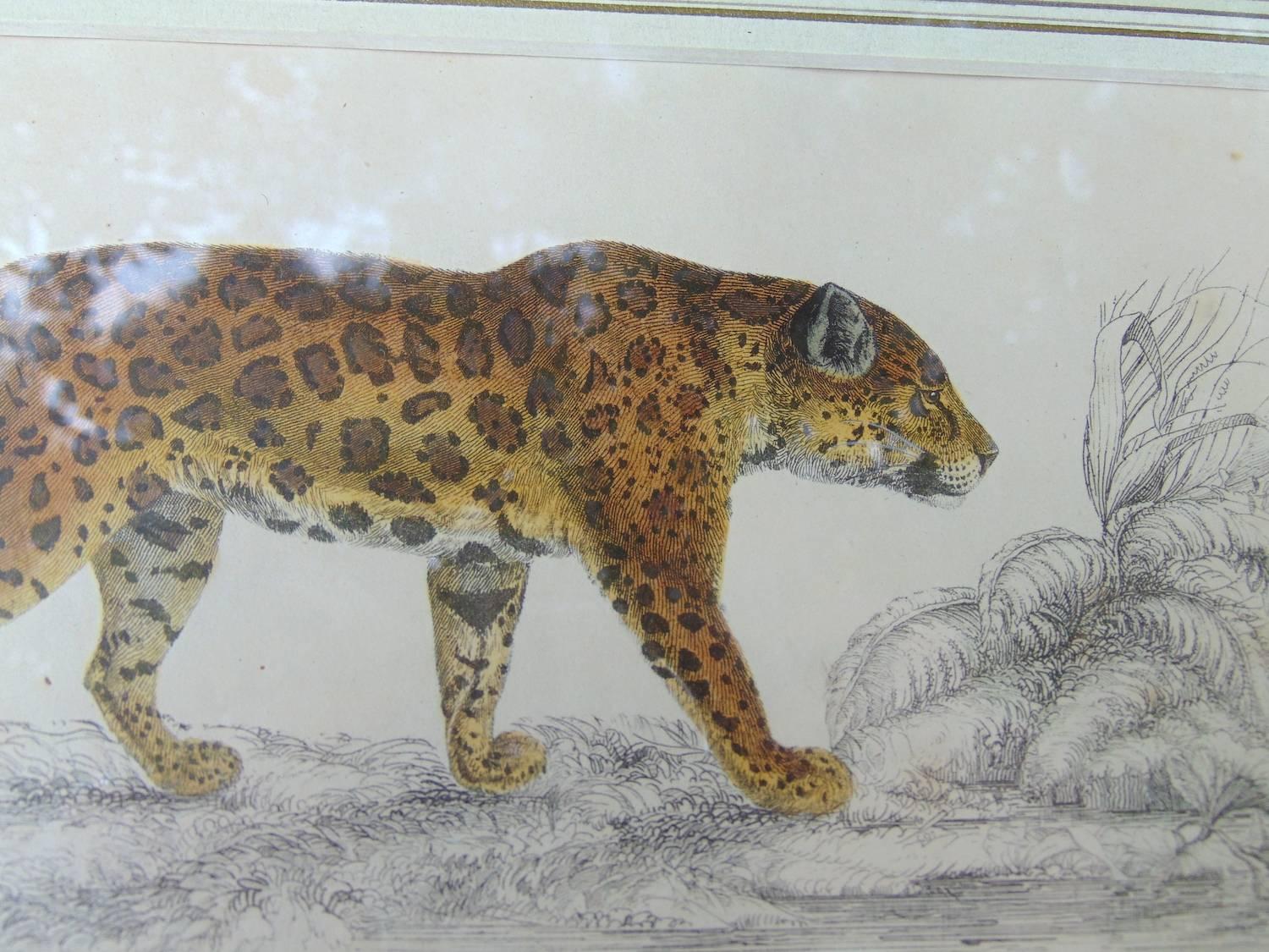 Four Framed Early 19th Century Engravings of Lions and Tigers 2