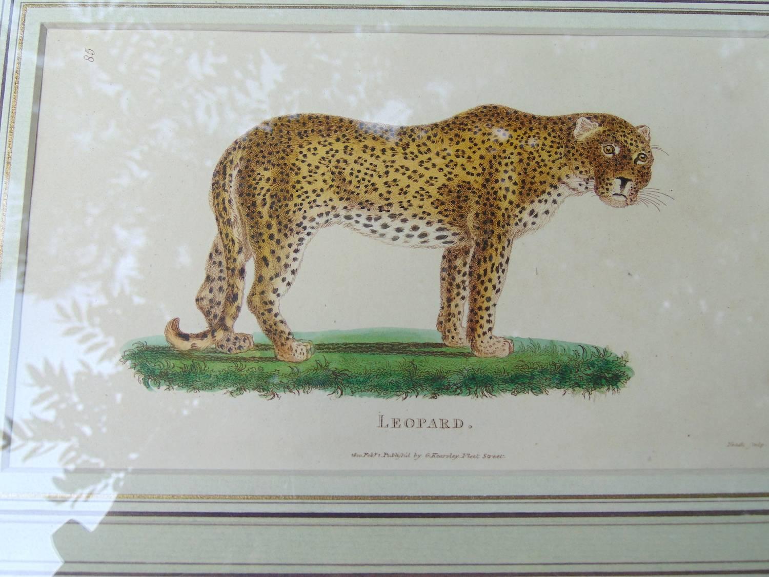 Four Framed Early 19th Century Engravings of Lions and Tigers 4