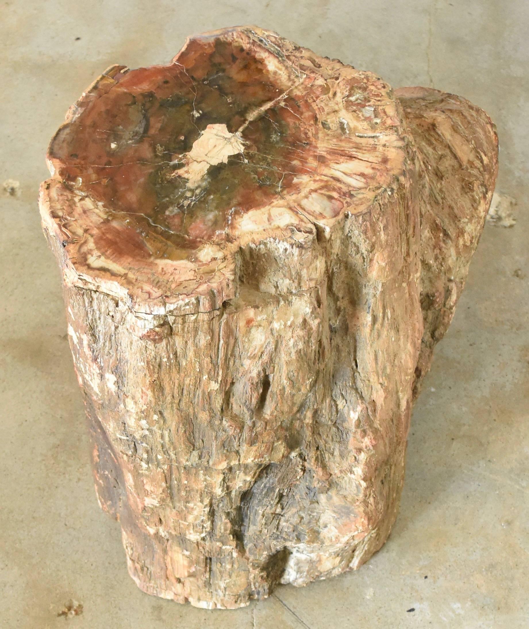 This is one of the prettiest, ancient petrified wood stumps that we have ever been able to find. It originates from the Island of Madagascar, off the coast of Africa. Look at the beautiful details of the character of this piece. It's perfect for a
