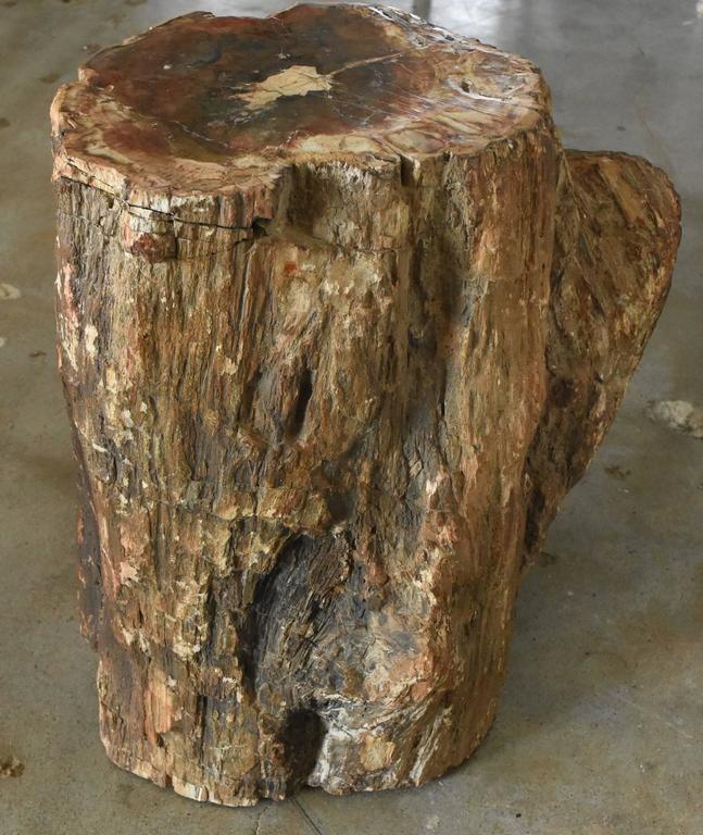 Early Fossilized Petrified Wood Stump from Madagascar, Africa at