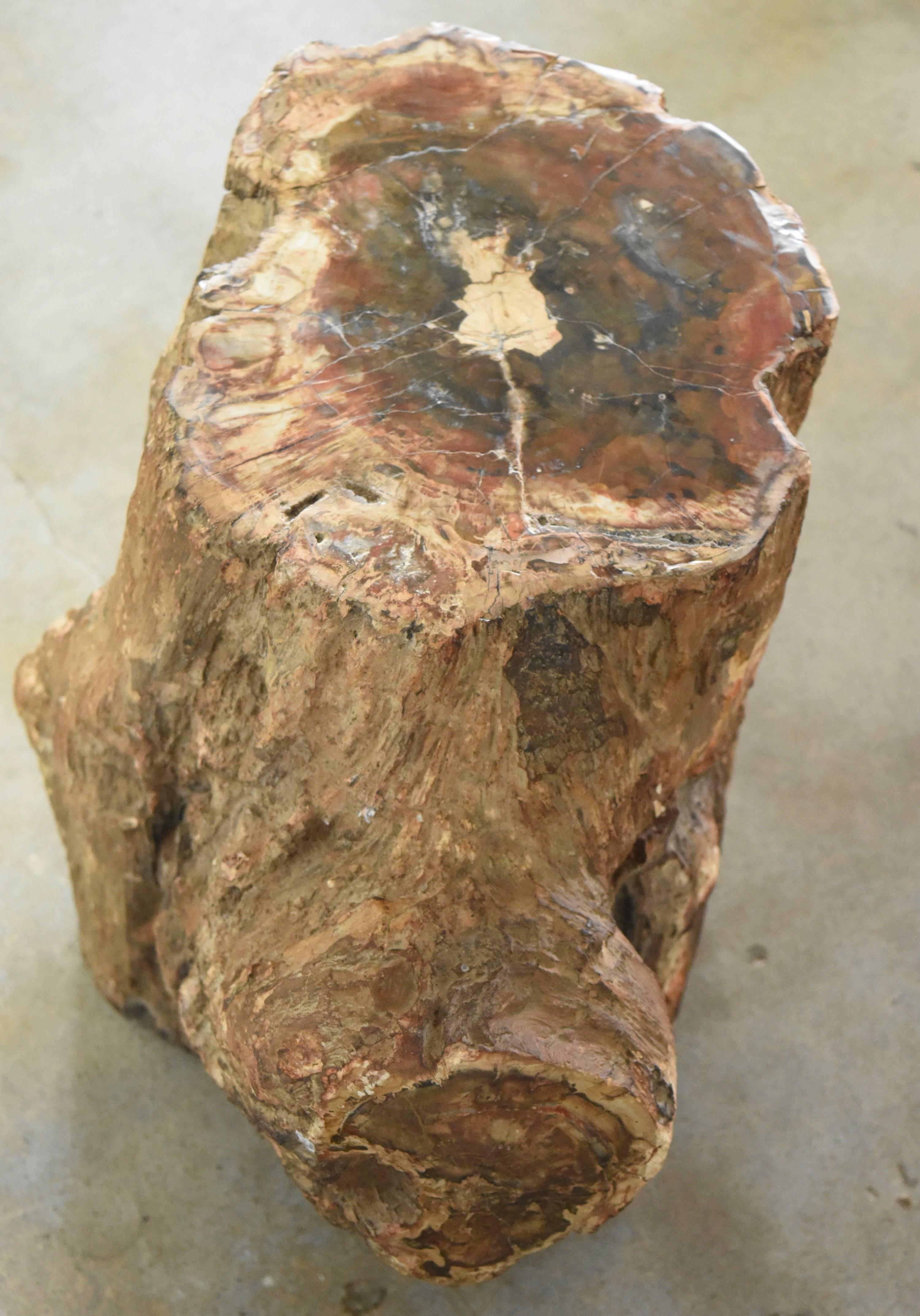 Malagasy Early Fossilized Petrified Wood Stump from Madagascar, Africa