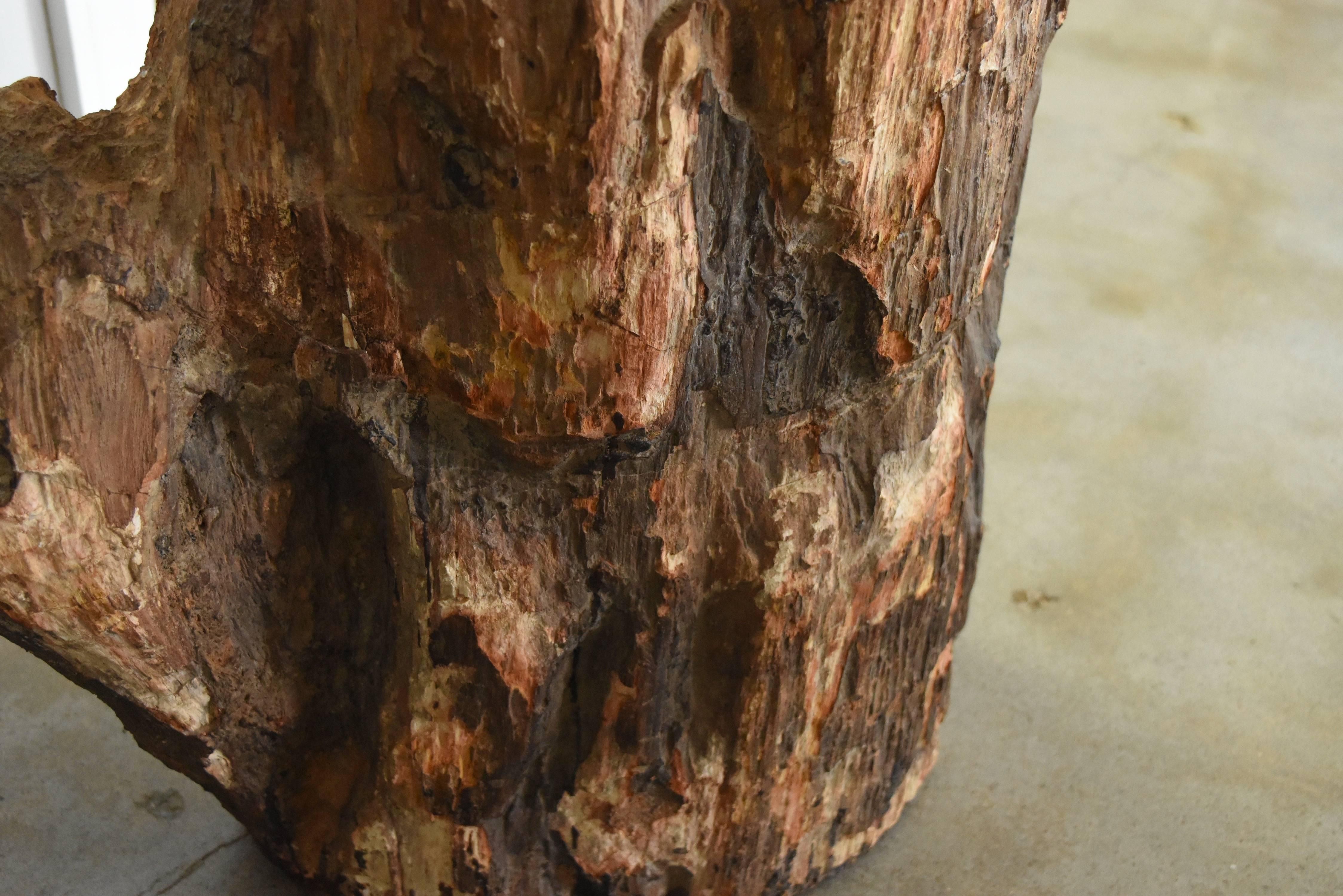 Early Fossilized Petrified Wood Stump from Madagascar, Africa In Good Condition In Houston, TX