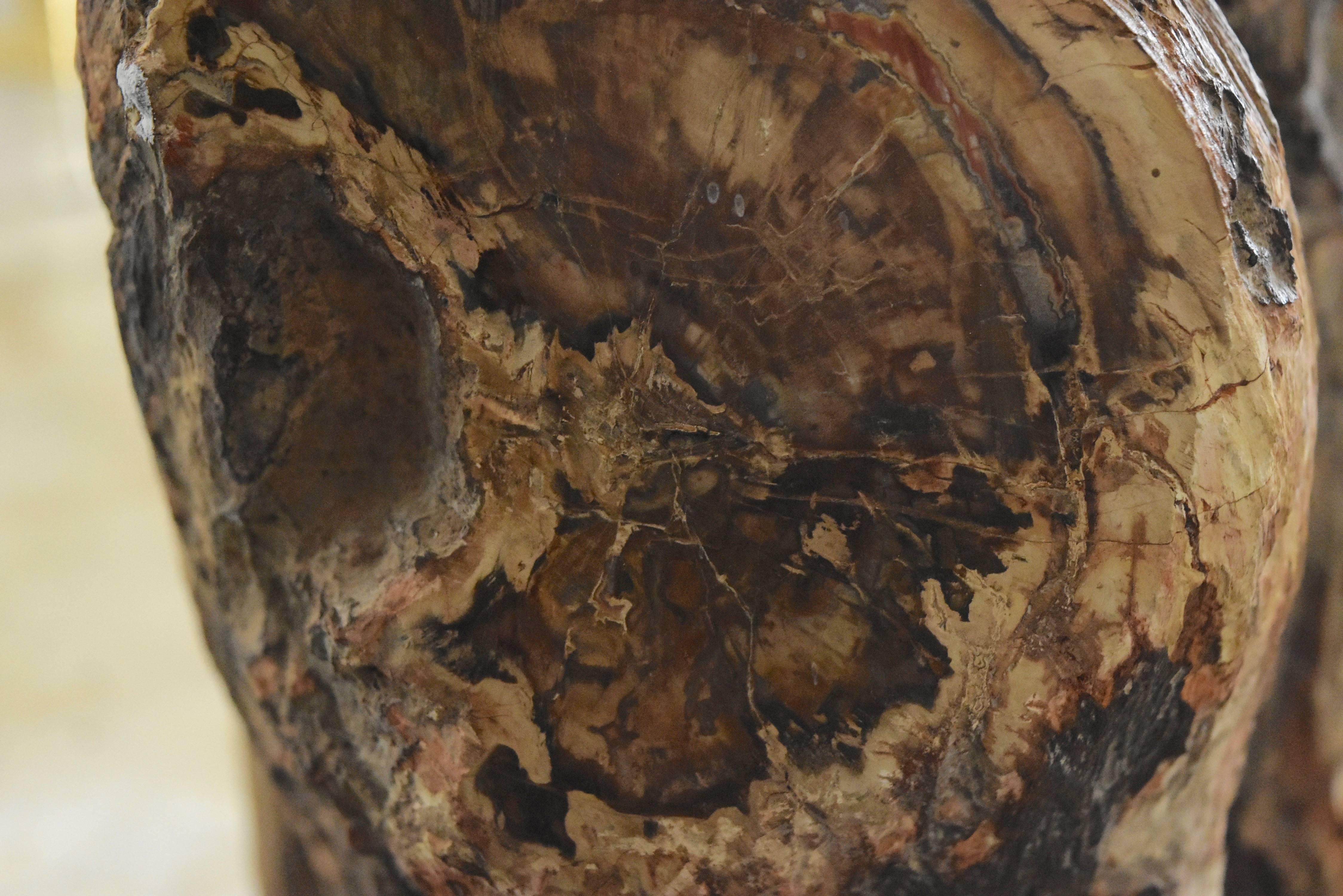 18th Century and Earlier Early Fossilized Petrified Wood Stump from Madagascar, Africa