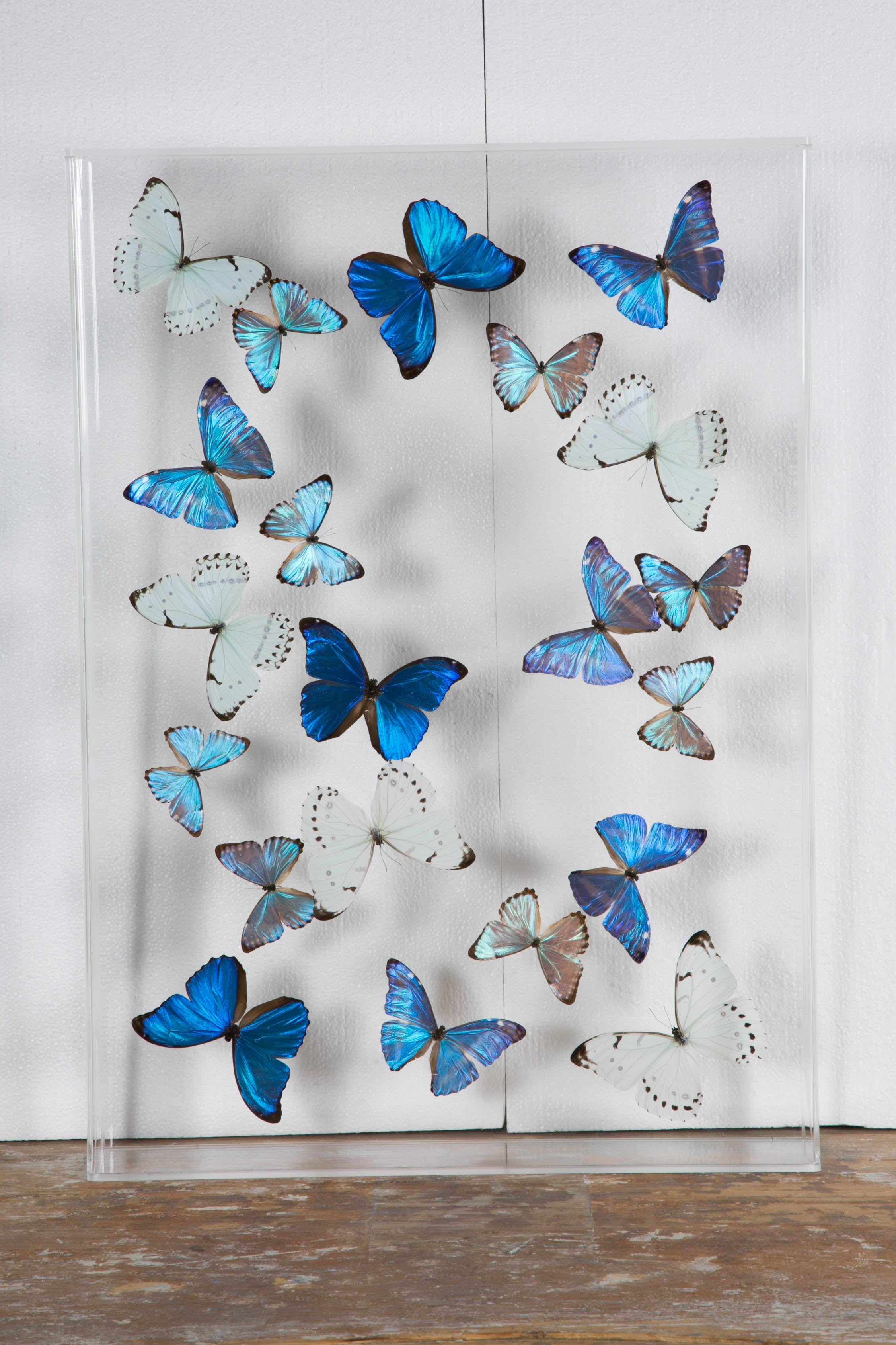 Flight of Morphos Butterflies in Lucite Case by Atelier L for Stéphane Olivier