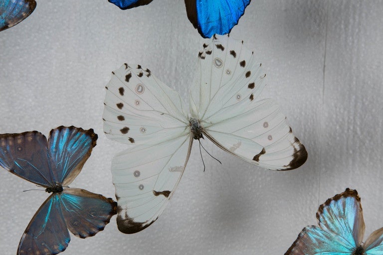 French Flight of Morphos Butterflies in Lucite Case by Atelier L for Stéphane Olivier