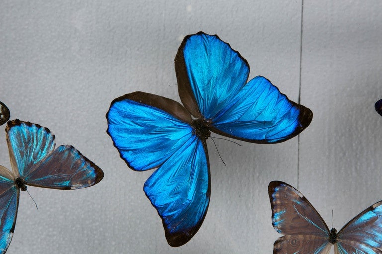 Flight of Morphos Butterflies in Lucite Case by Atelier L for Stéphane Olivier In Excellent Condition In Paris, FR