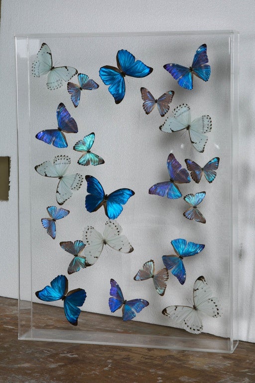 Contemporary Flight of Morphos Butterflies in Lucite Case by Atelier L for Stéphane Olivier