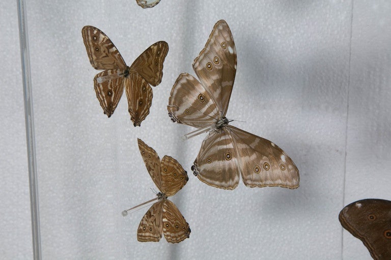 Flight of Morphos Butterflies in Lucite Case by Atelier L for Stéphane Olivier 3