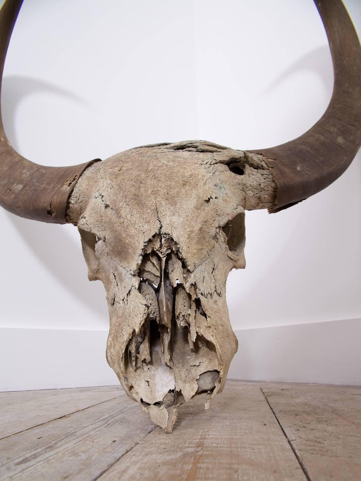 A large unmounted water buffalo skull.

Bullet hole to the top right of skull.

Late 19th century.