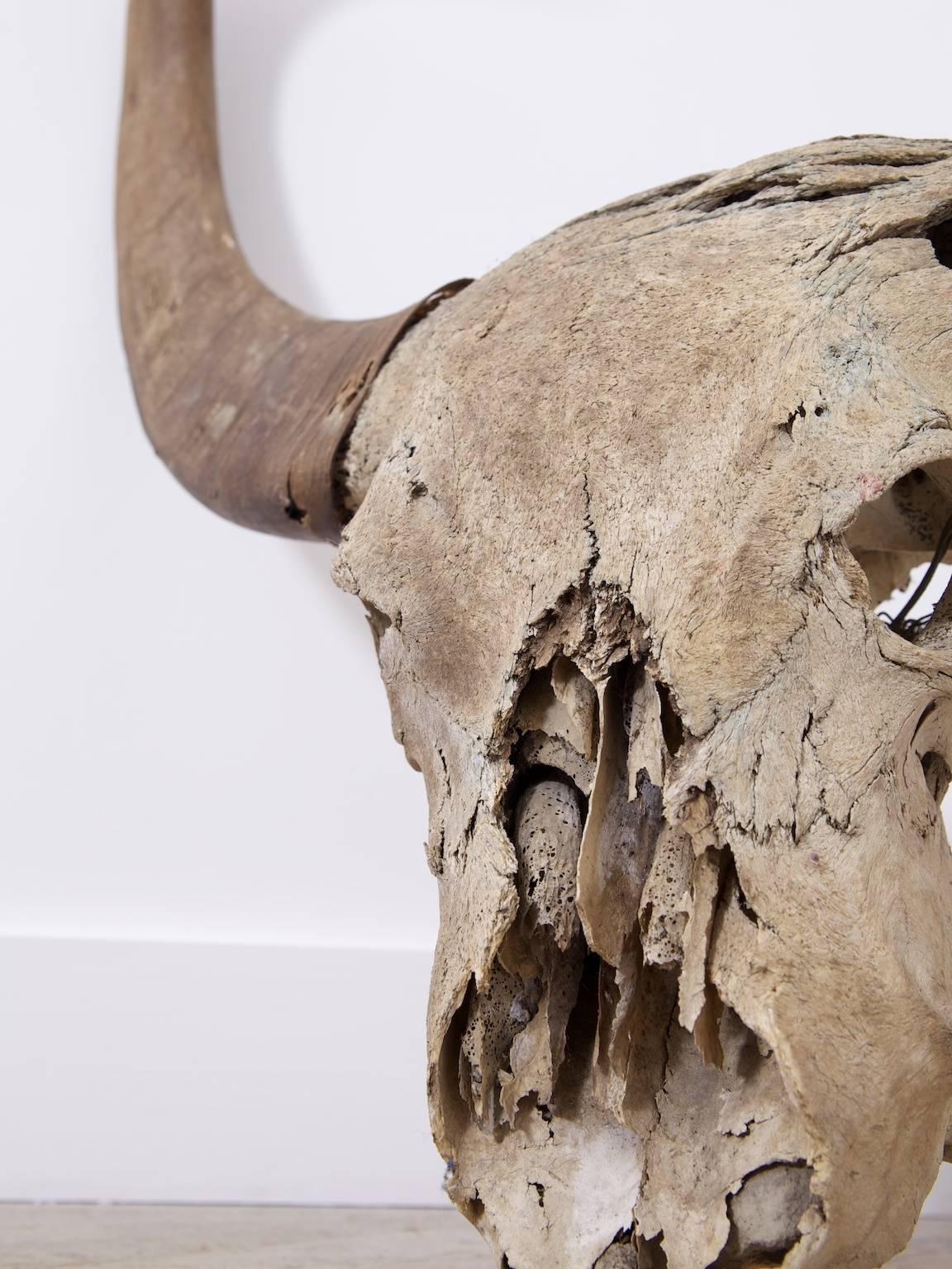 Large Water Buffalo Skull In Fair Condition In Llandudno, Conwy
