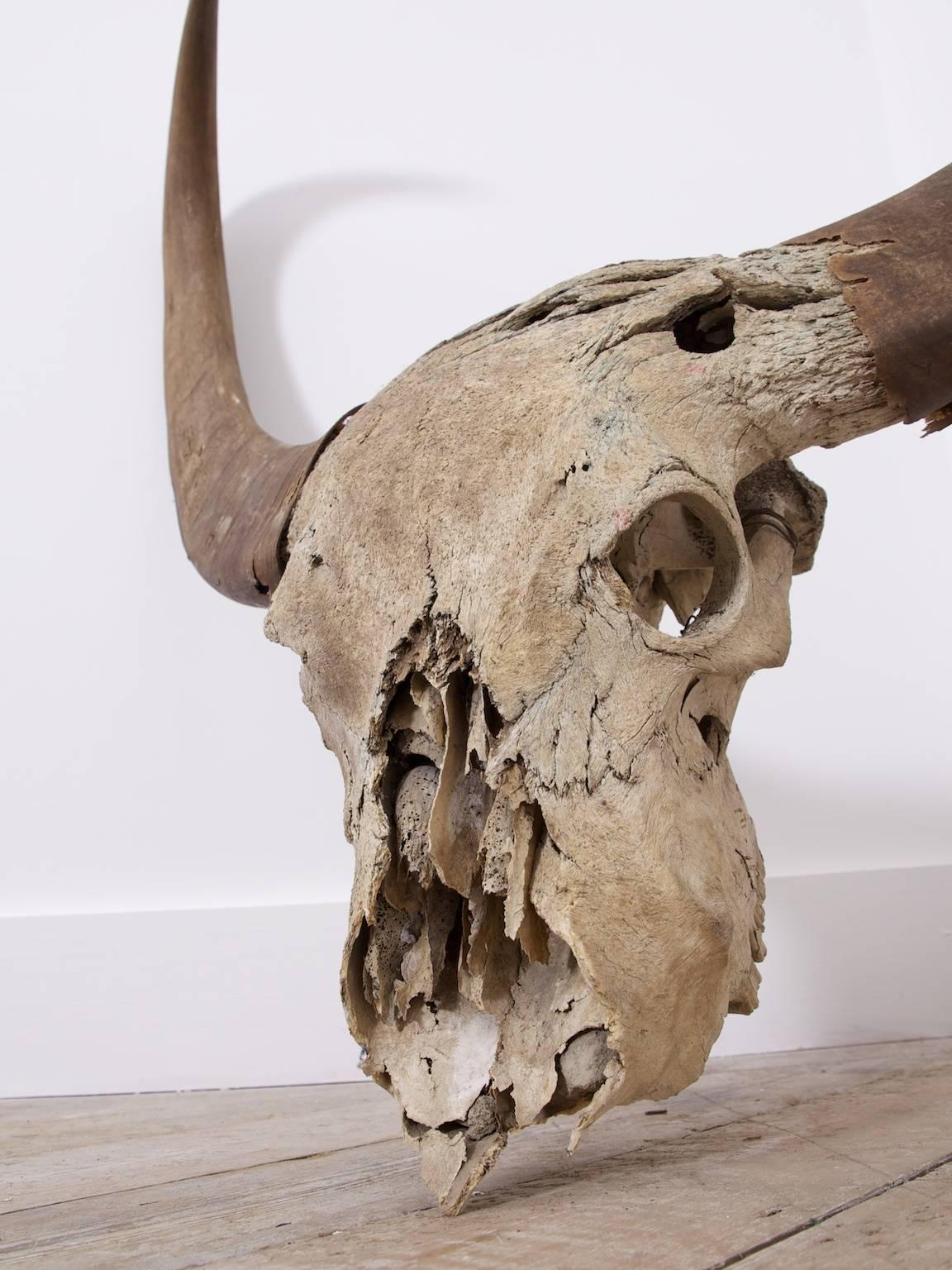 20th Century Large Water Buffalo Skull