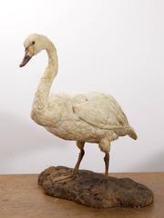 Taxidermy Swan