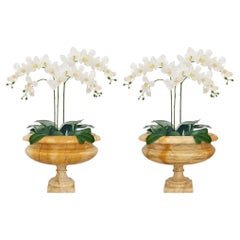 Pair of Italian 19th century Neo-Classical st. Gaillo Sienna marble urns/plante