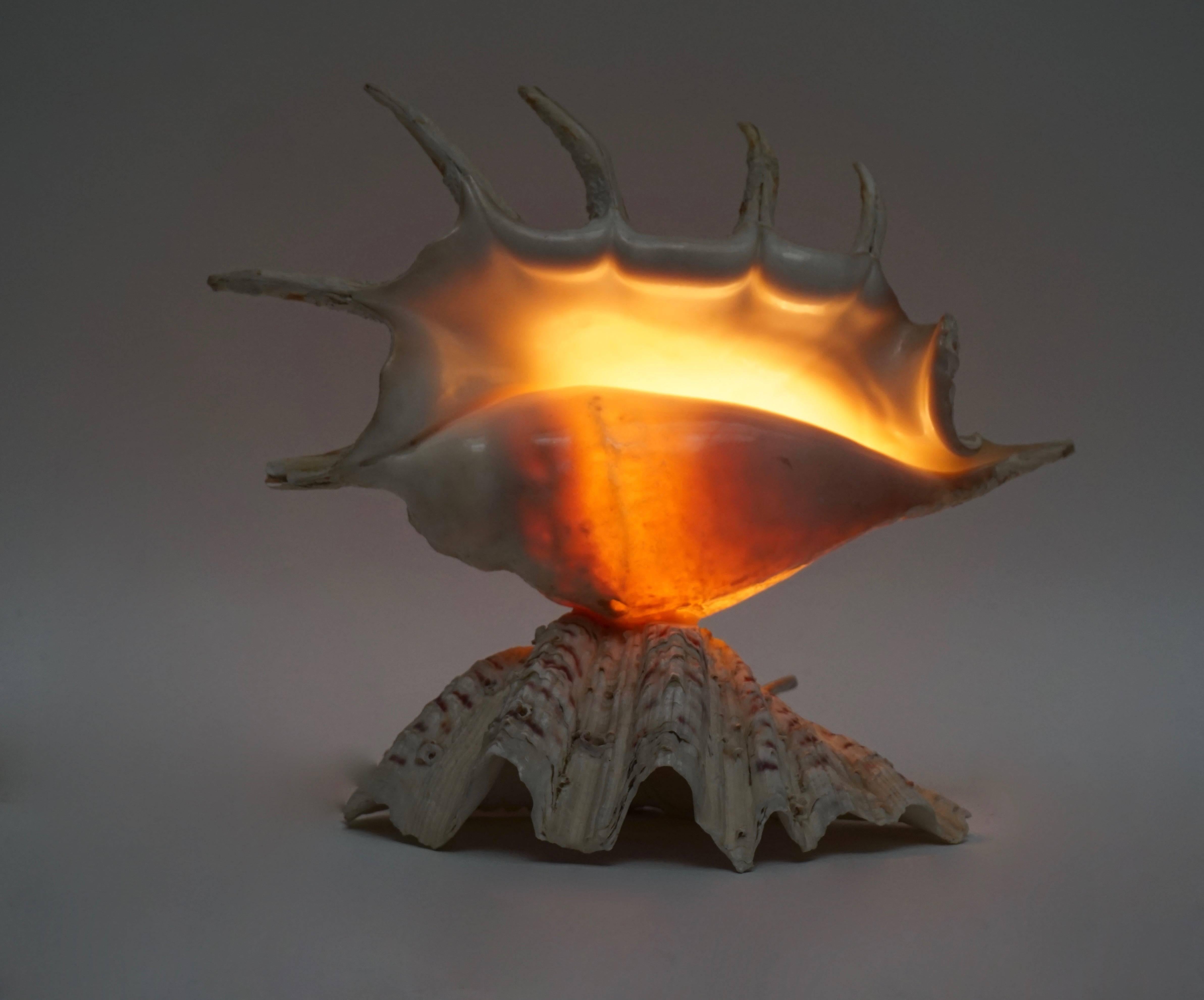 Shell Table Lamp 1