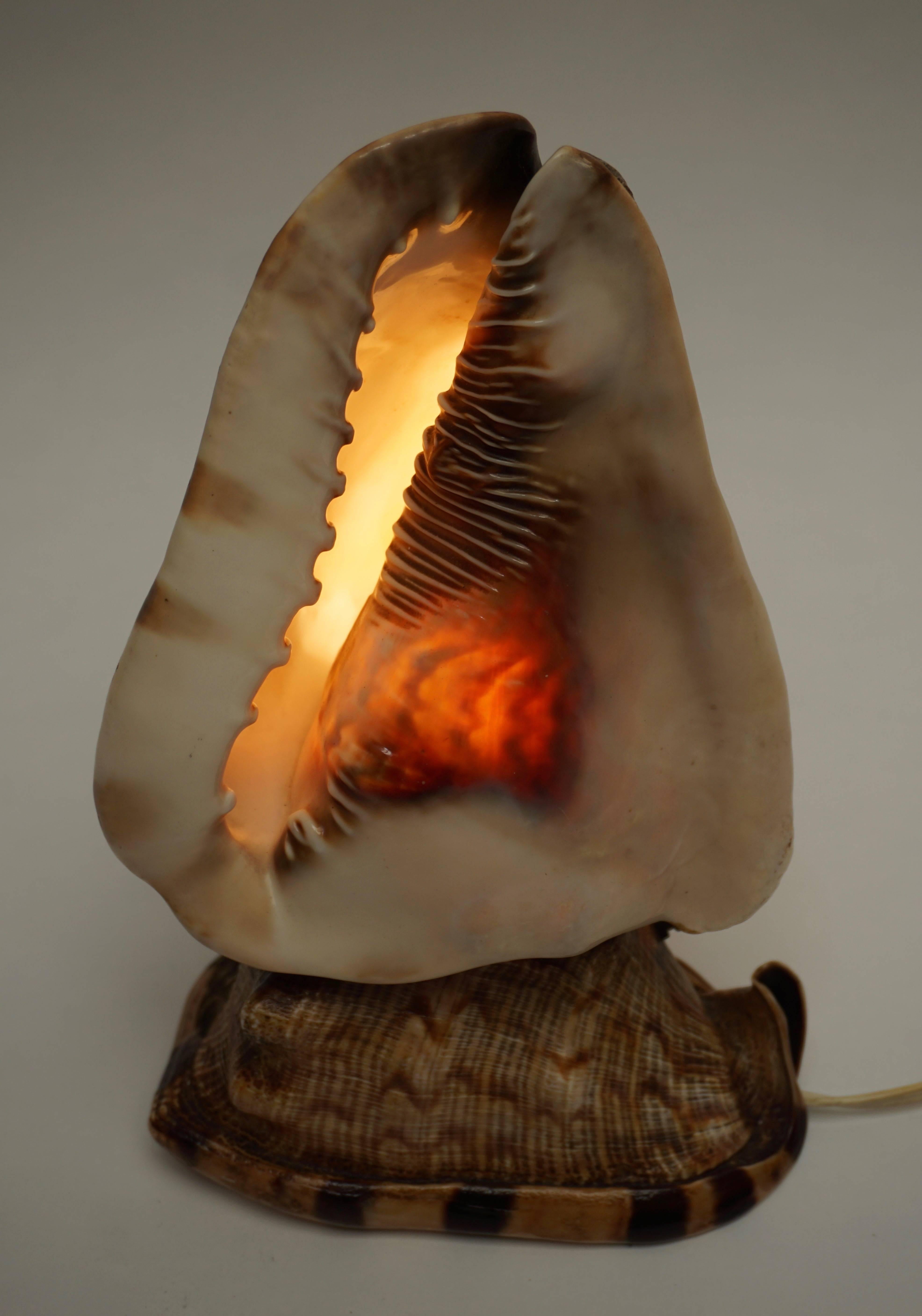 Mid-Century Modern Shell Table Lamp
