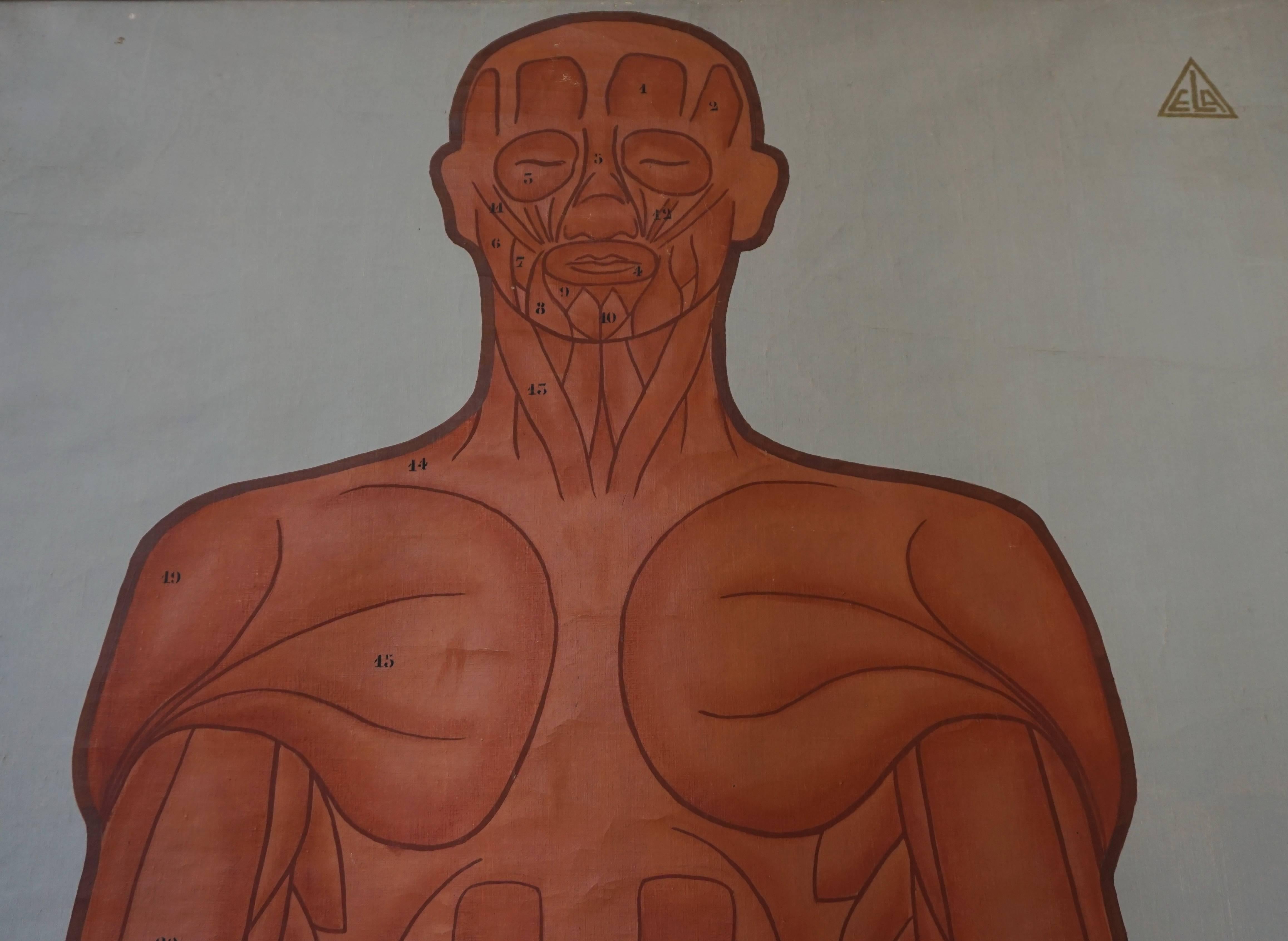 Anatomische Chart Muscular Structure of Man im Zustand „Hervorragend“ im Angebot in Antwerp, BE