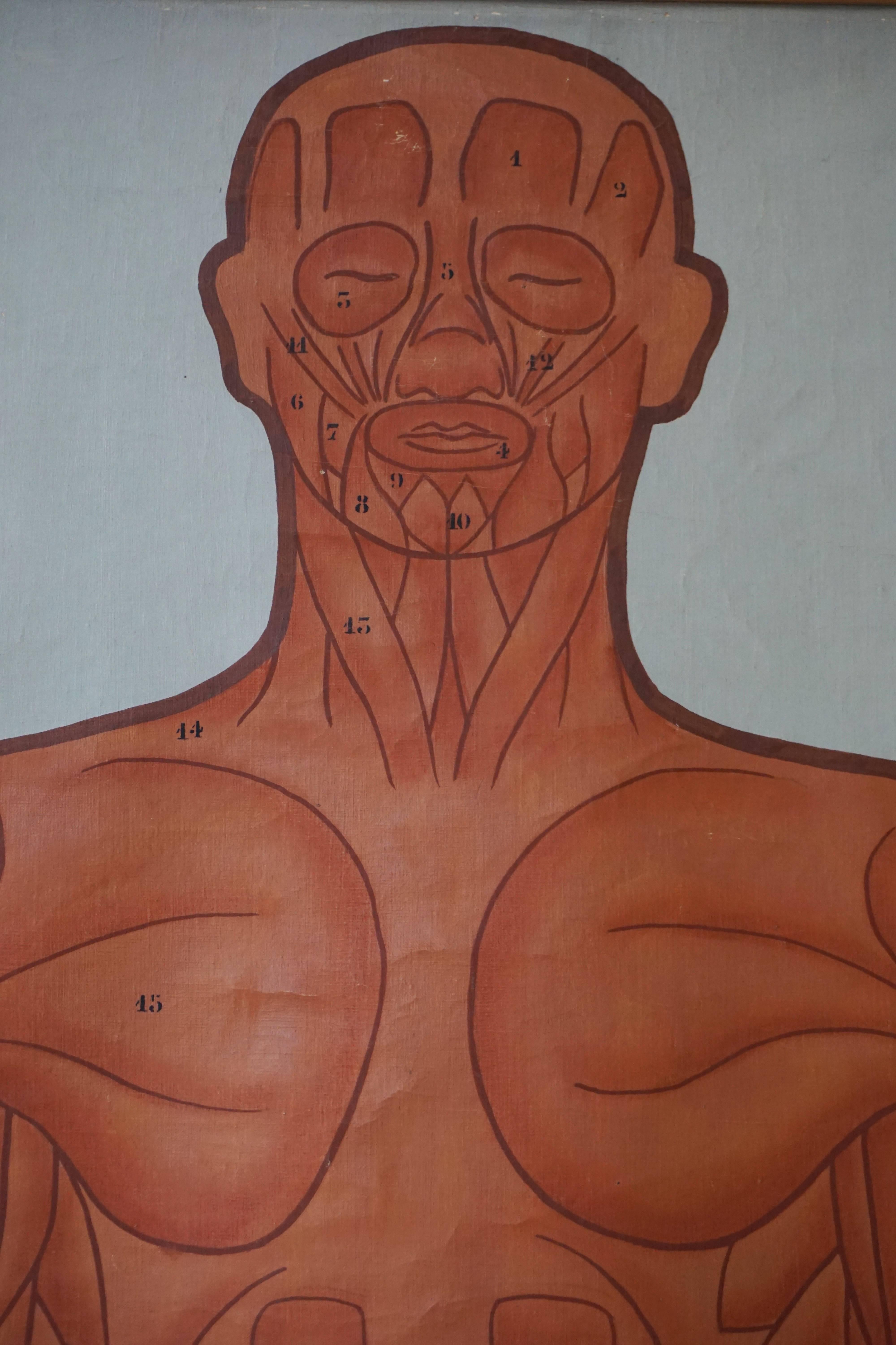 Vintage Anatomical Chart Muscular Structure of Man In Excellent Condition For Sale In Antwerp, BE
