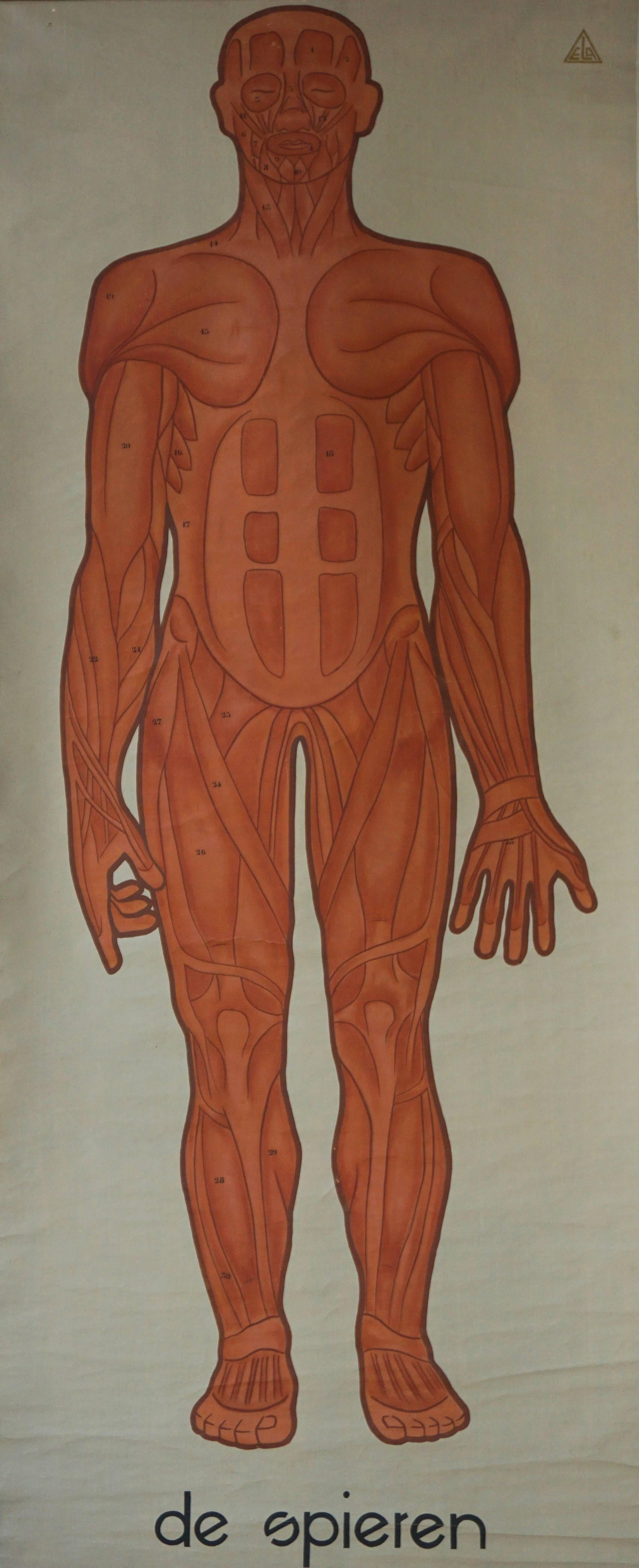 Vintage anatomical chart muscular structure of man.
Holland, circa 1930.