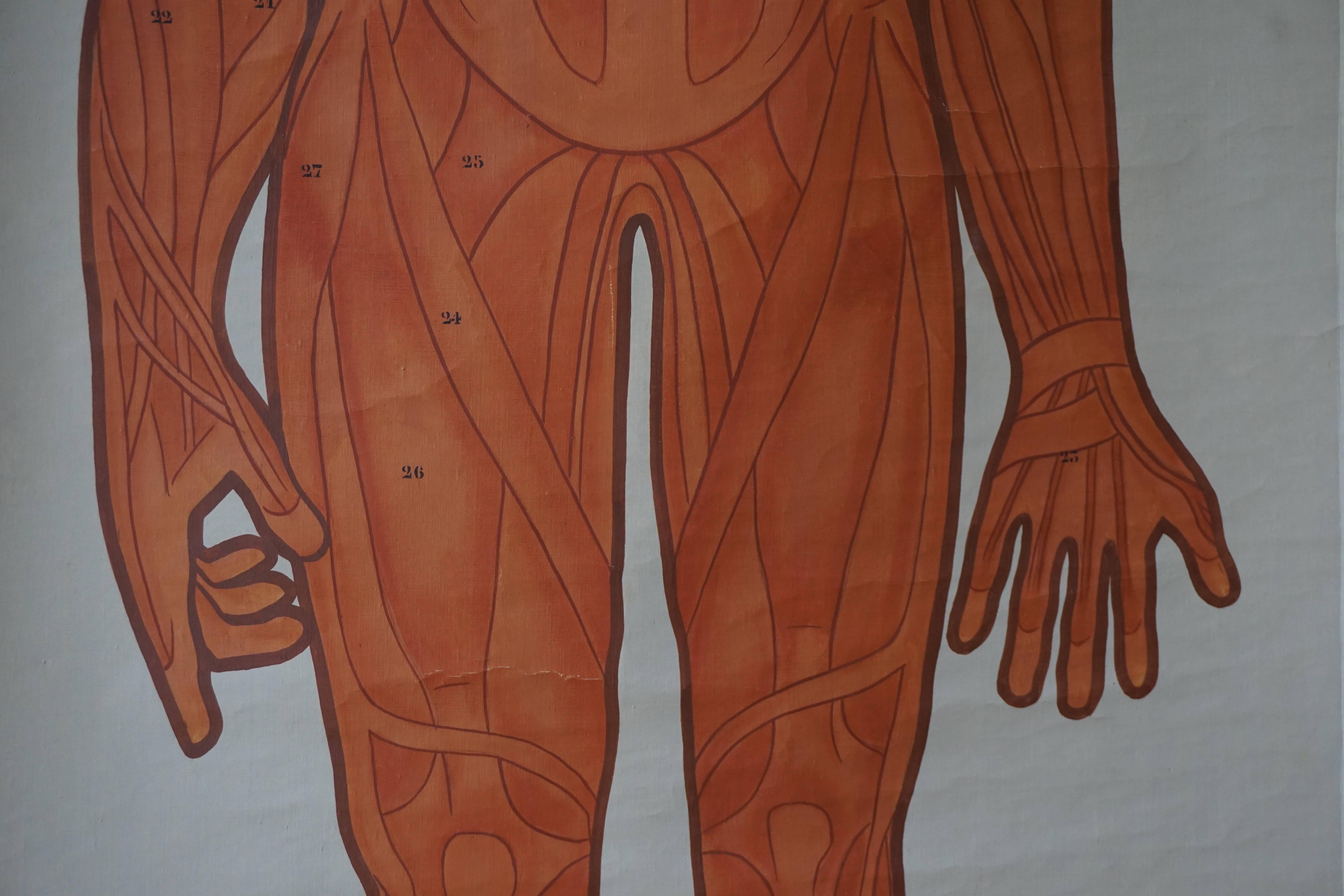 Anatomische Chart Muscular Structure of Man im Angebot 1