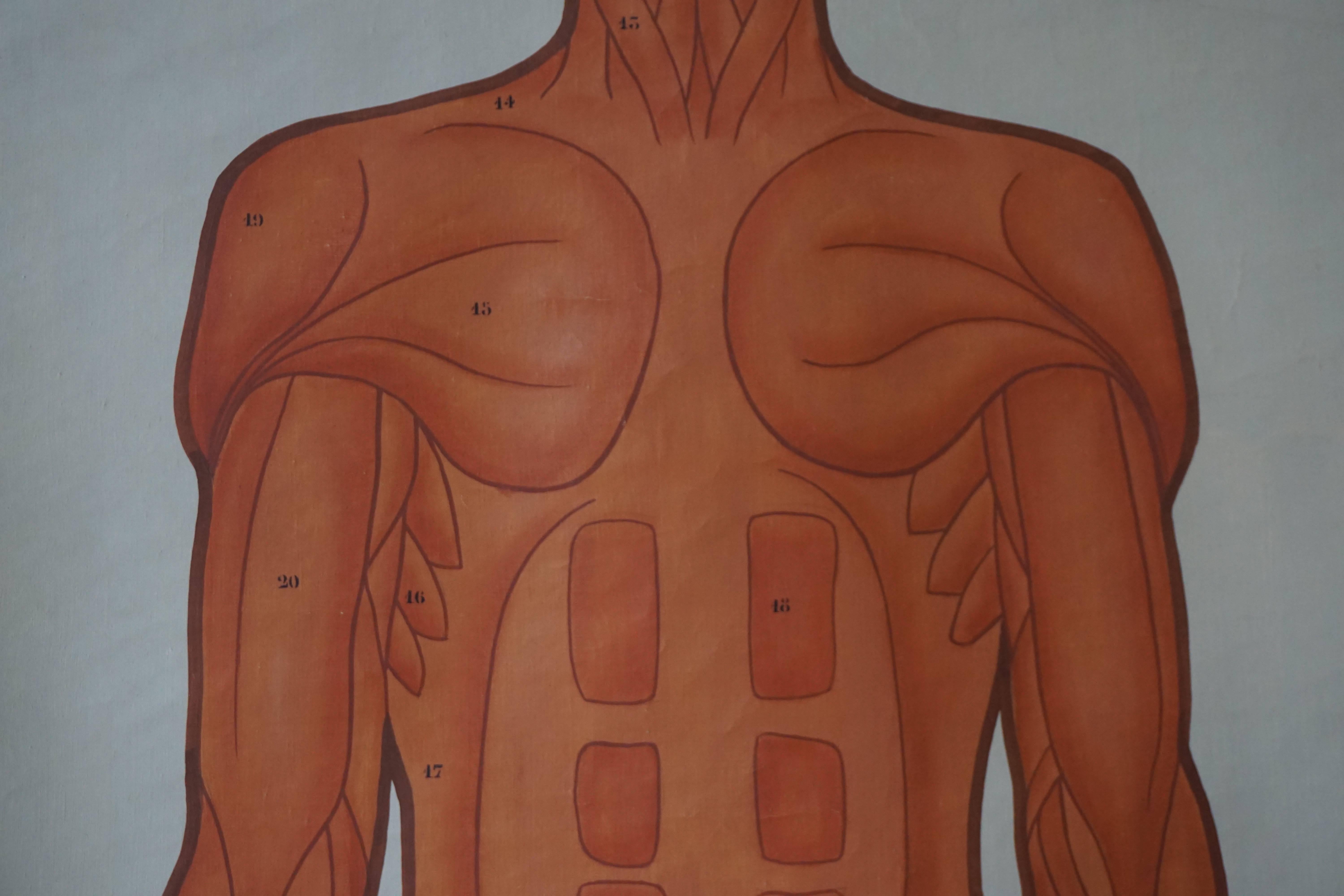 20th Century Vintage Anatomical Chart Muscular Structure of Man For Sale