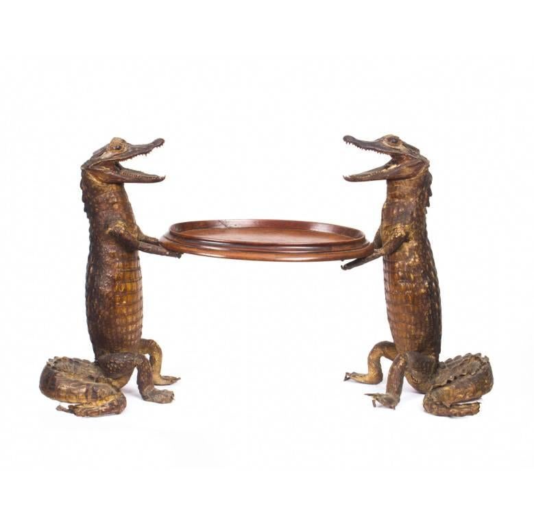 Pair of Taxidermic Cayman Waiters Holding Oval Tray, circa 1890