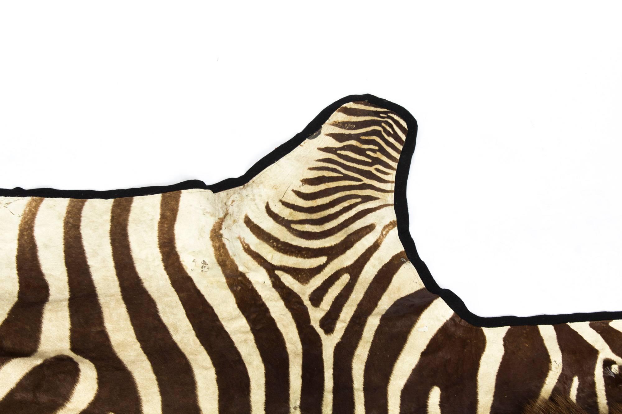 Vintage Taxidermy Zebra Skin Rug with Felt Backing, circa 1970 In Excellent Condition In London, GB