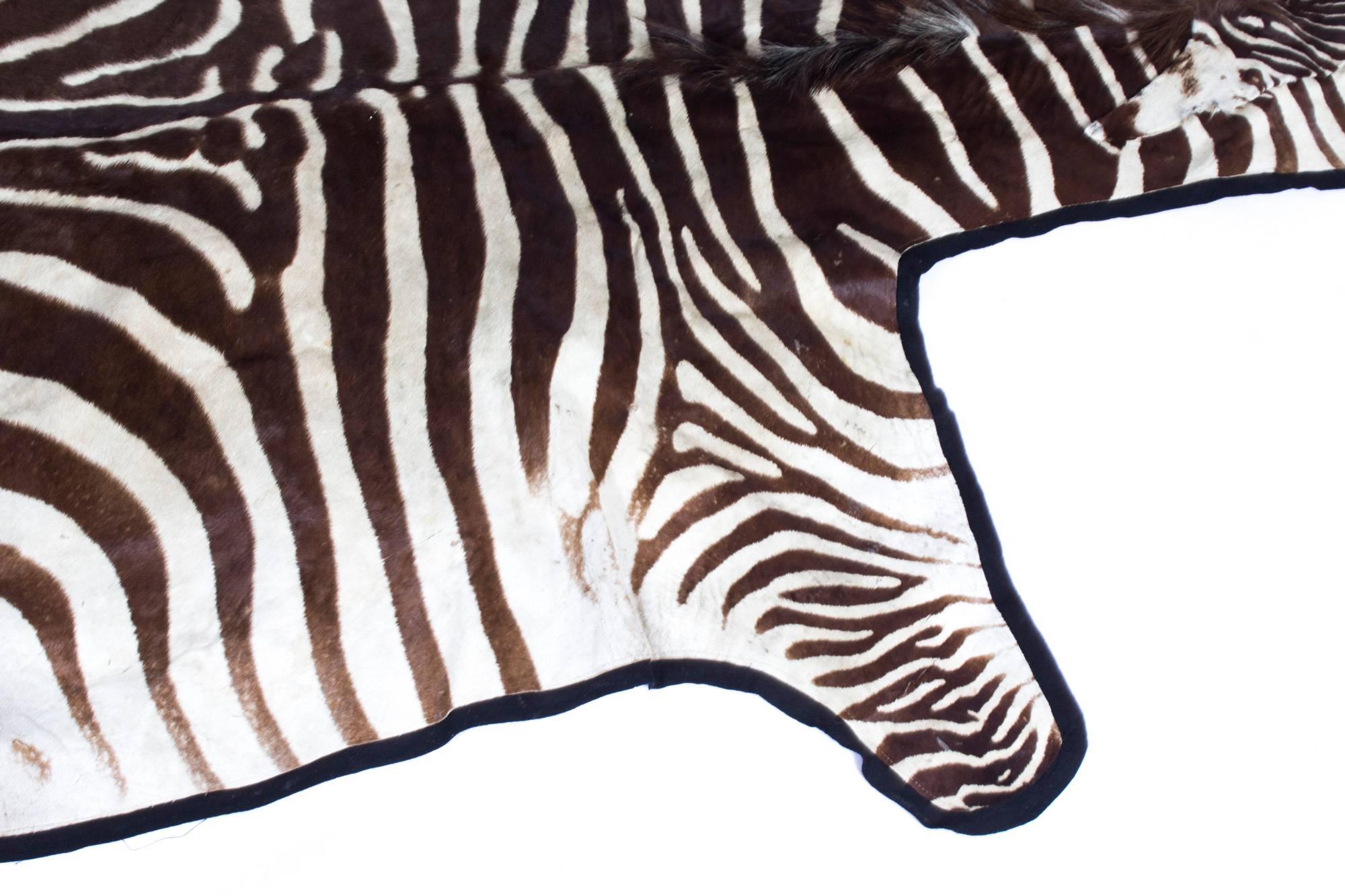 Animal Skin Vintage Taxidermy Zebra Skin Rug with Felt Backing, circa 1970