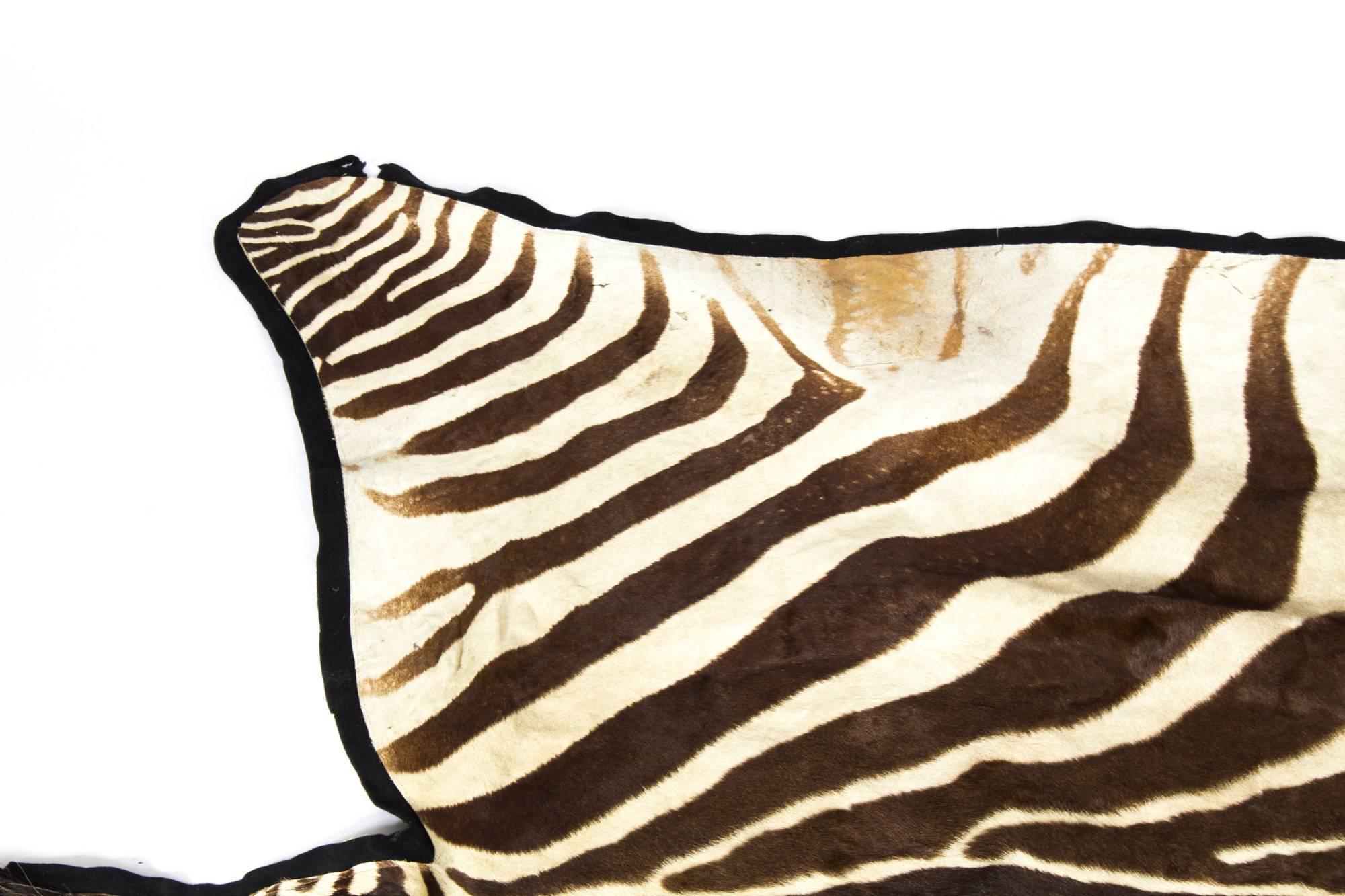 Late 20th Century Vintage Taxidermy Zebra Skin Rug with Felt Backing, circa 1970
