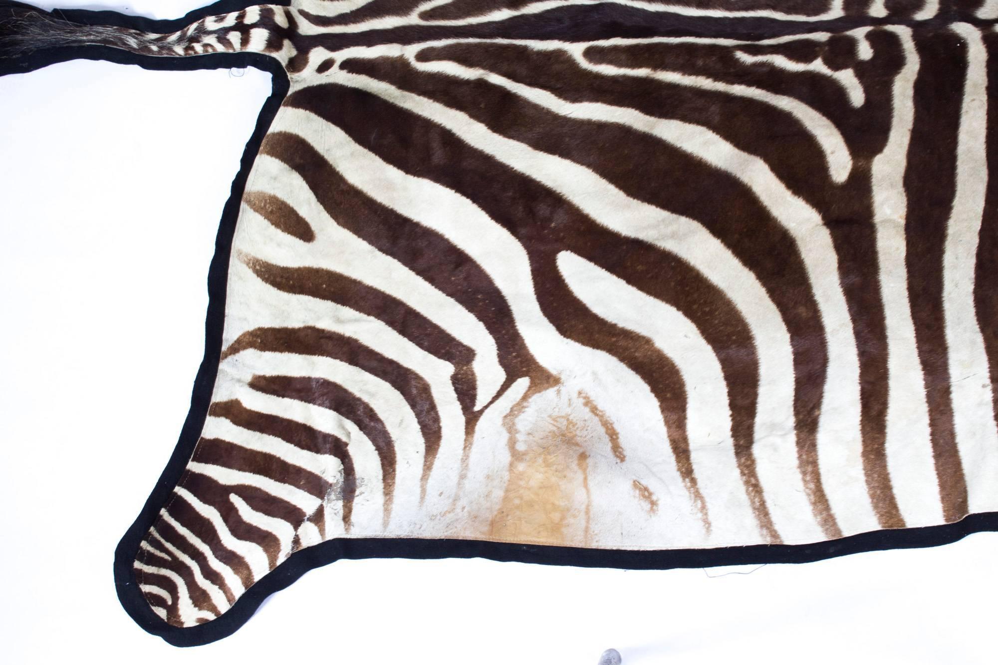 Vintage Taxidermy Zebra Skin Rug with Felt Backing, circa 1970 1