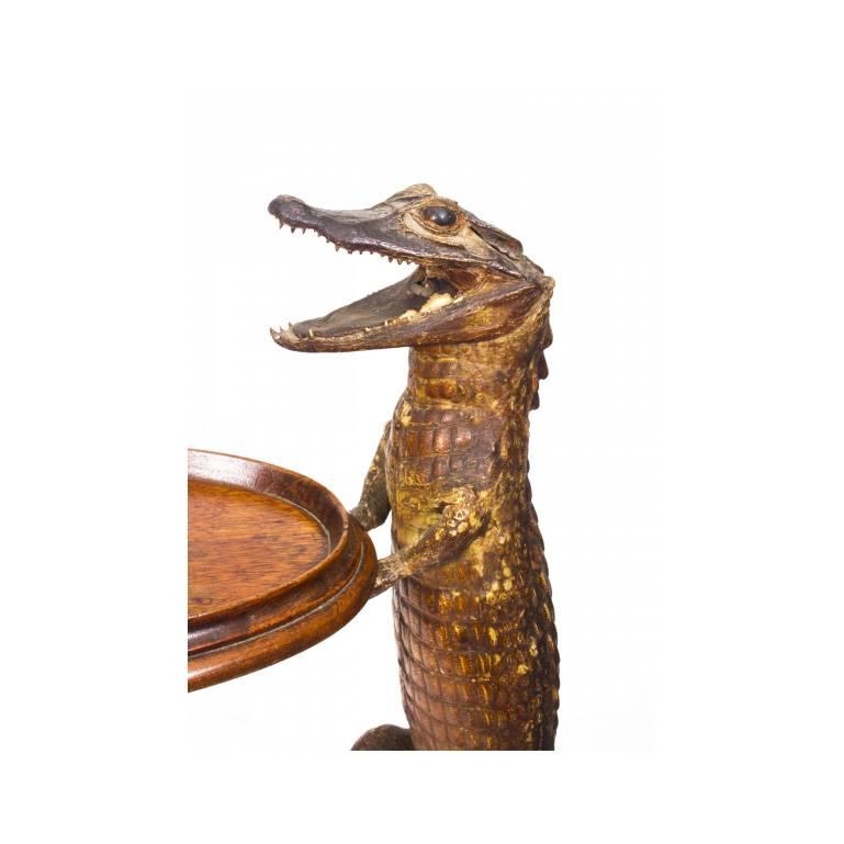 This is an enchanting pair of taxidermy dwarf spectacled caiman waiters, late 19th century in date.

Both standing upright face to face with gaping jaws and swirling tails holding an oval mahogany tray.

The pair would look lovely in any room