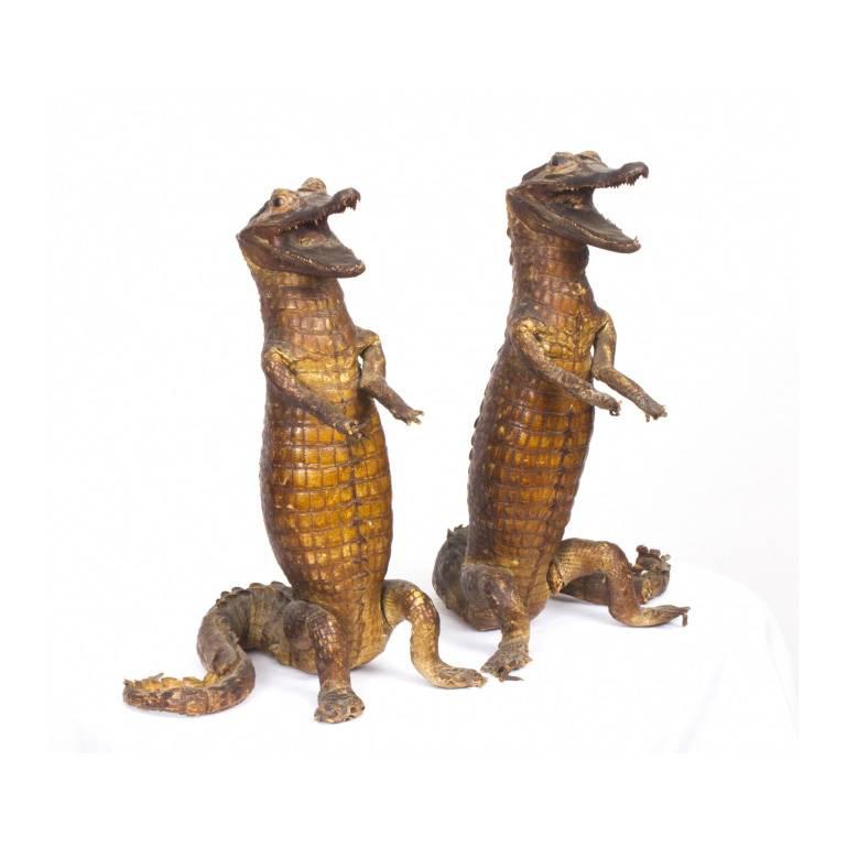 Pair of Taxidermic Cayman Waiters Holding Oval Tray, circa 1890 In Excellent Condition In London, GB