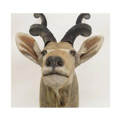 Vintage Shoulder Mounted Taxidermy Model Greater Kudo