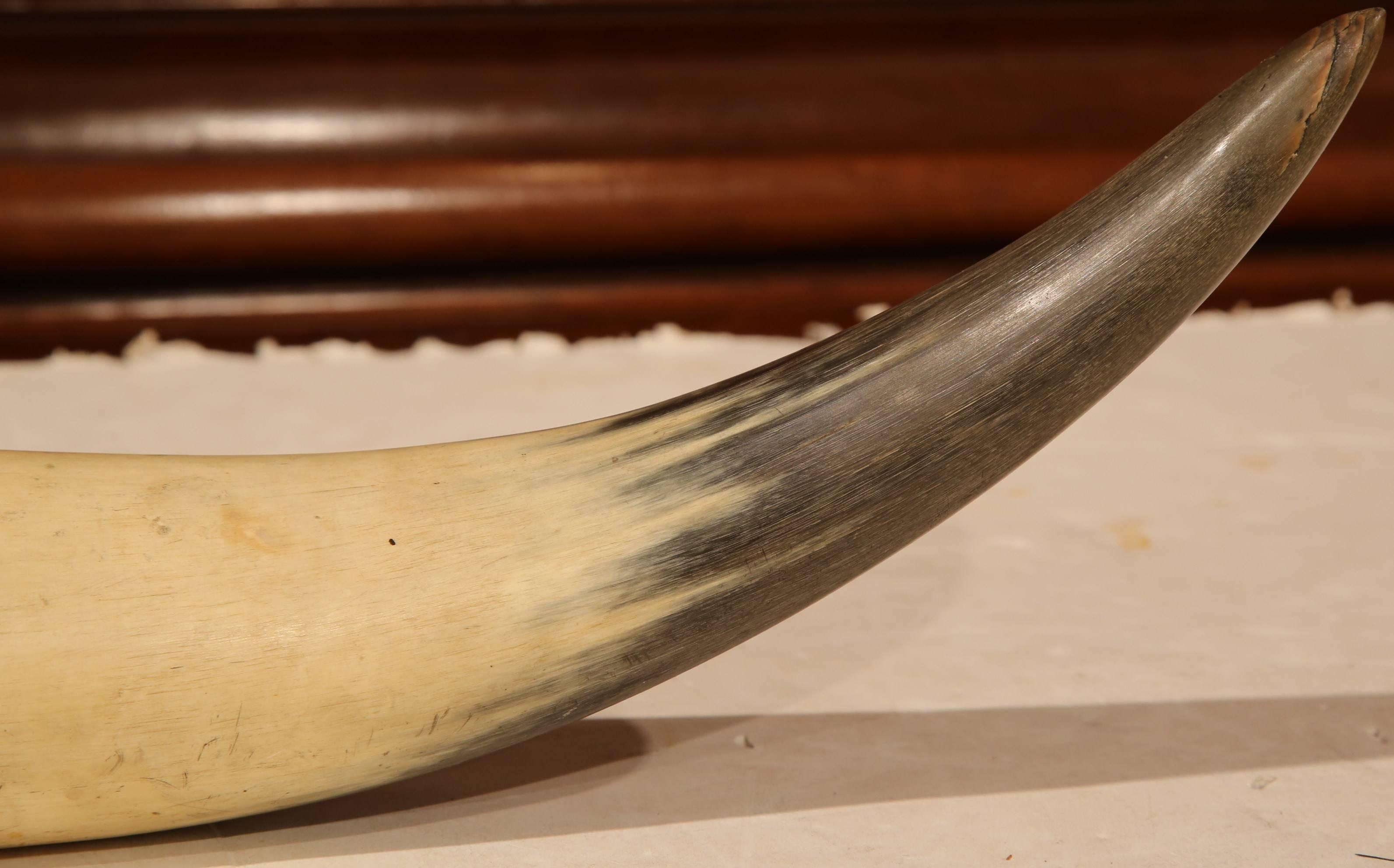 19th Century English Scrimshaw Steer Horn with Black Armorial Crest Engraving For Sale 3