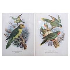 Pair of Chromolithograph of Lories by John Gerrard Keulemans, 19th Century