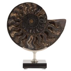 Ammonite Specimen on a Glass and Nickel-Plated Base