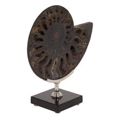 Ammonite Specimen on a Glass and Nickel-Plated Base