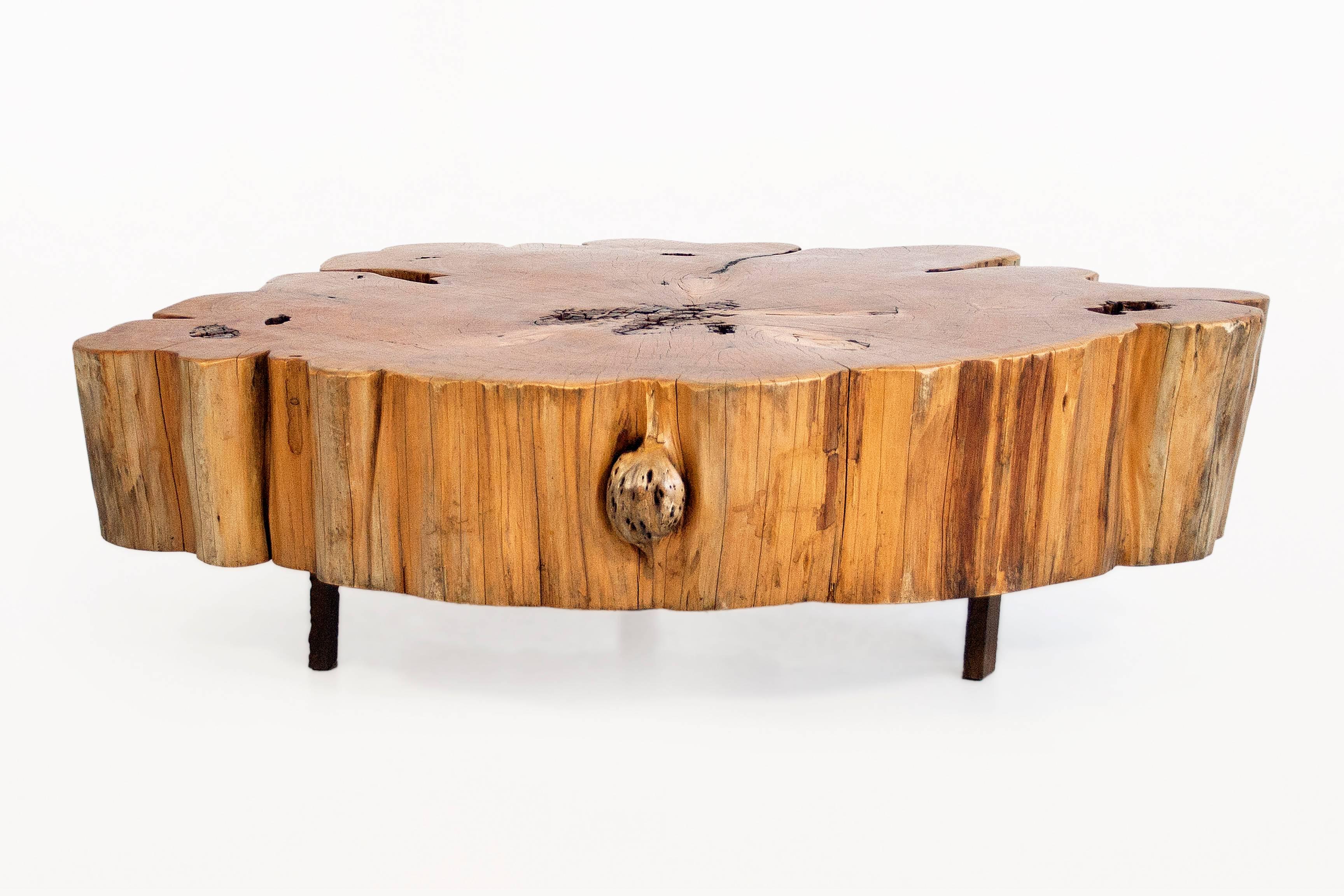 Cypress Tree-Trunk Coffee Table
European Cypress on Top of Three Hammered-Iron Legs 
Very Large Diameter
Circa 2000, France
Very Good Condition