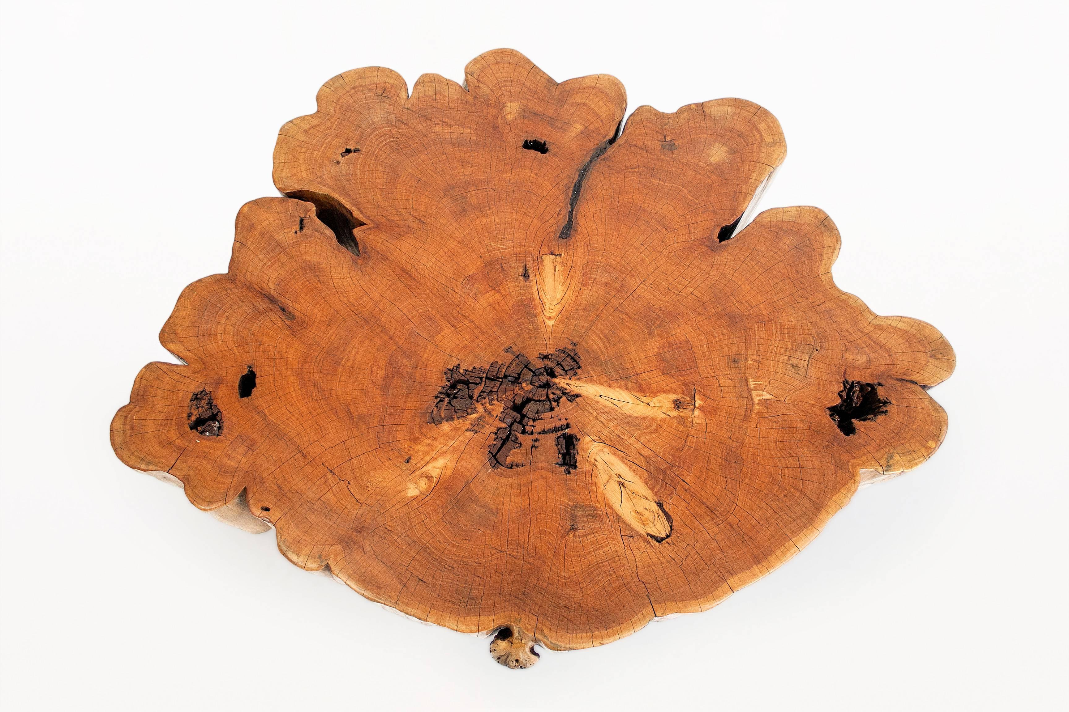 Contemporary Cypress Tree-Trunk Coffee Table, circa 2000, France