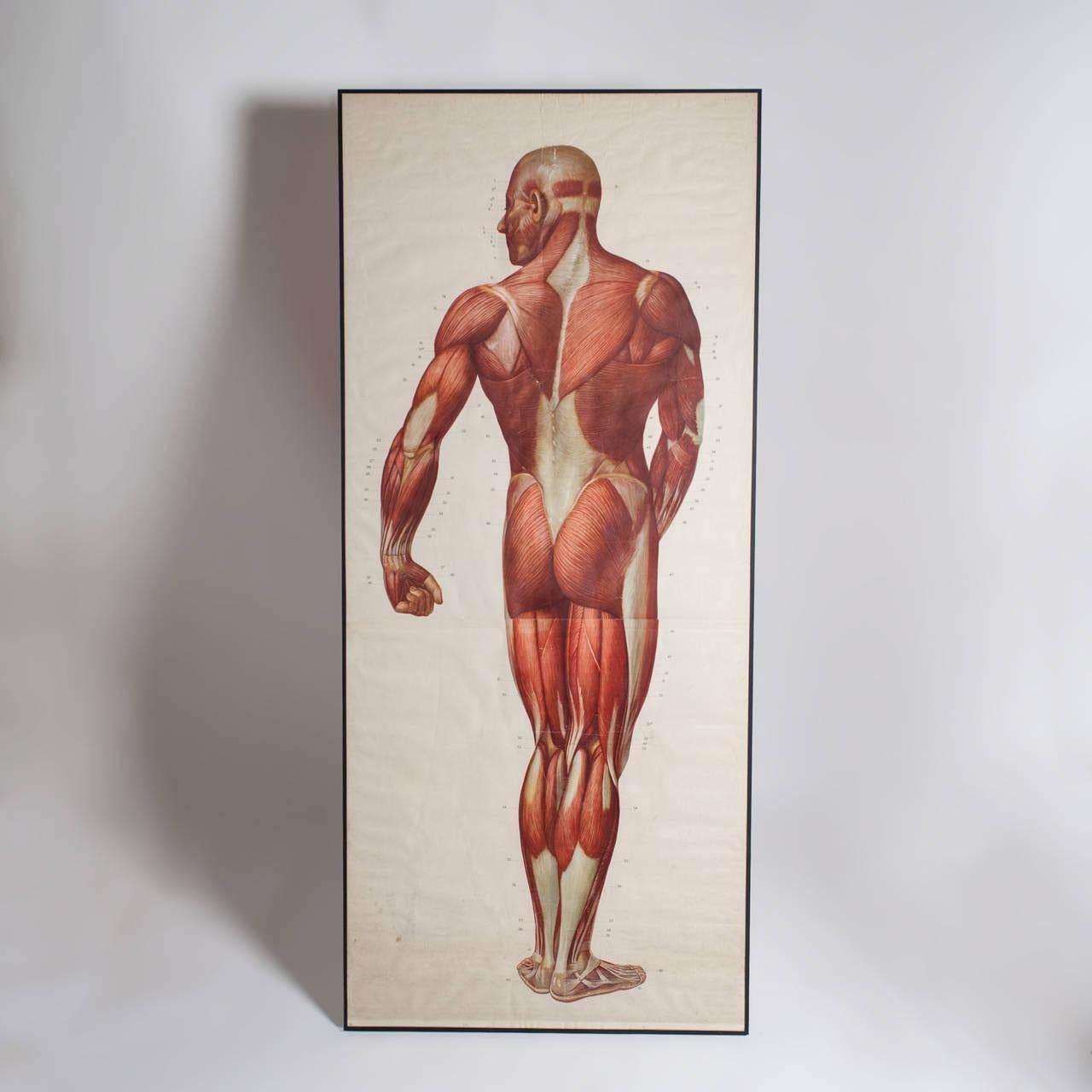 Italian 20th c. Human Anatomy