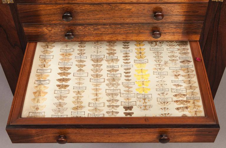 Pair Of English Collectors Specimen Cabinets With Butterflies And