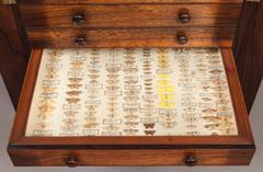 Pair of English Collectors Specimen Cabinets with Butterflies and Insects