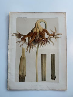 Litografia scientifica originale del 1884 - Umbellula encrinus